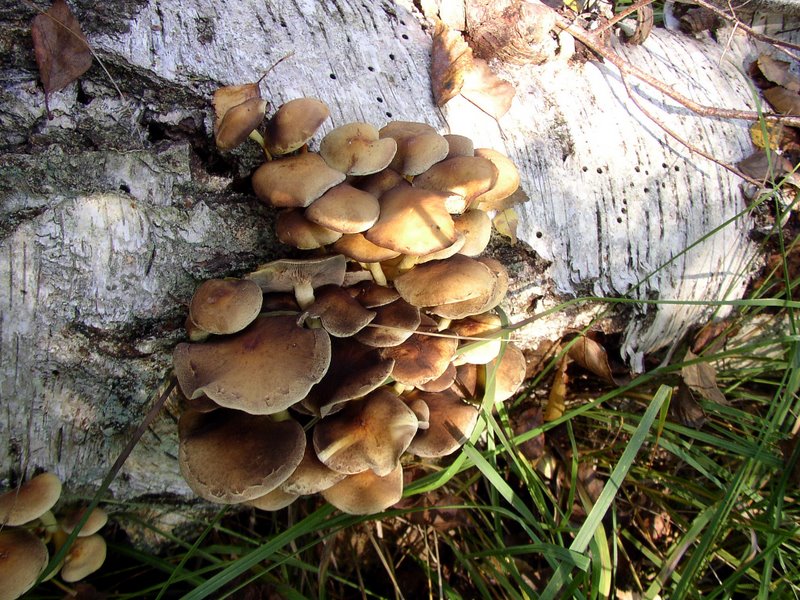 Hypholomes en touffe